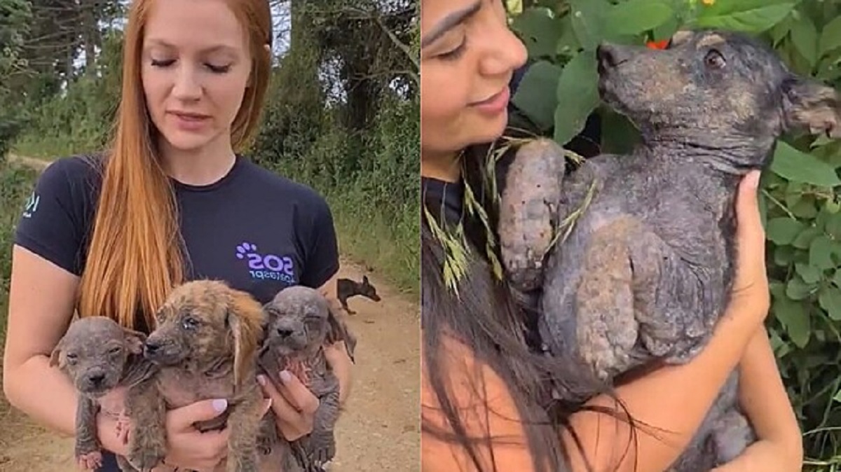 Puppies with mange