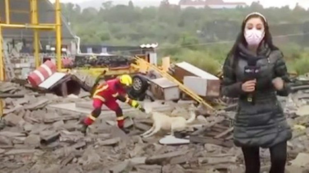 Cucciolo e pompiere litigano per un panno in diretta tv, il video