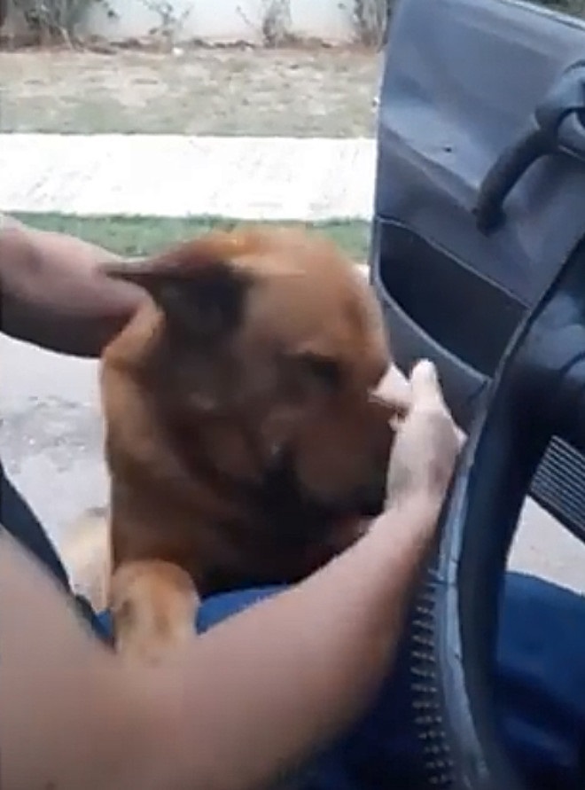 Dunga in auto