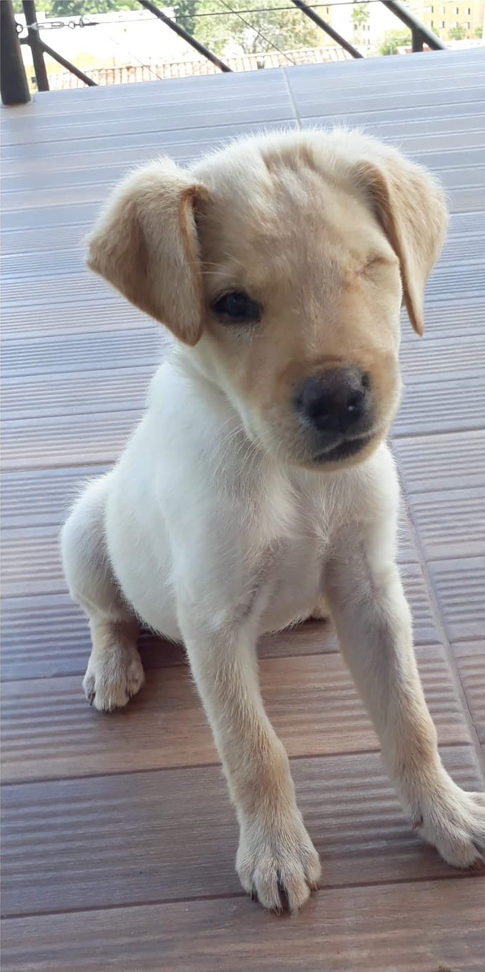 Labrador