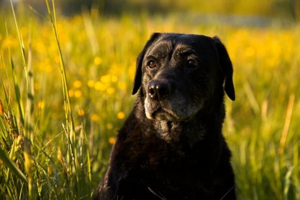 Proprietario salvato dai suoi due cani