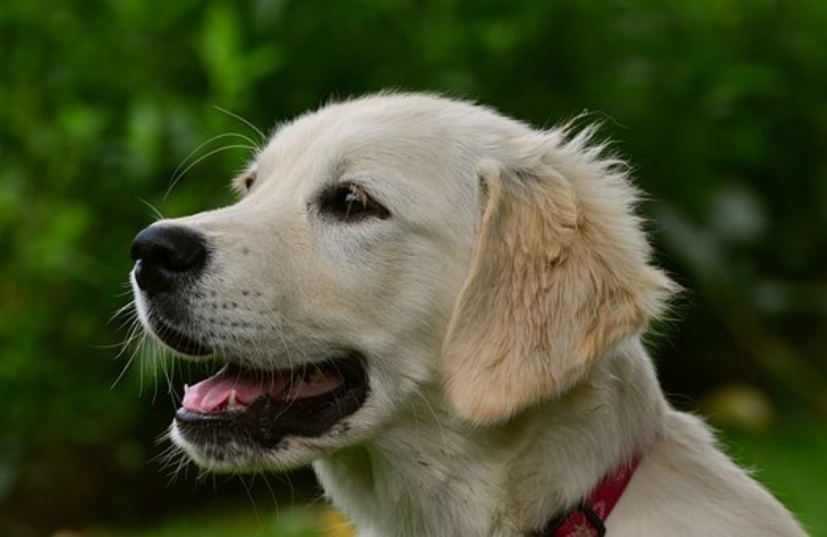 Proprietario salvato dai suoi due cani