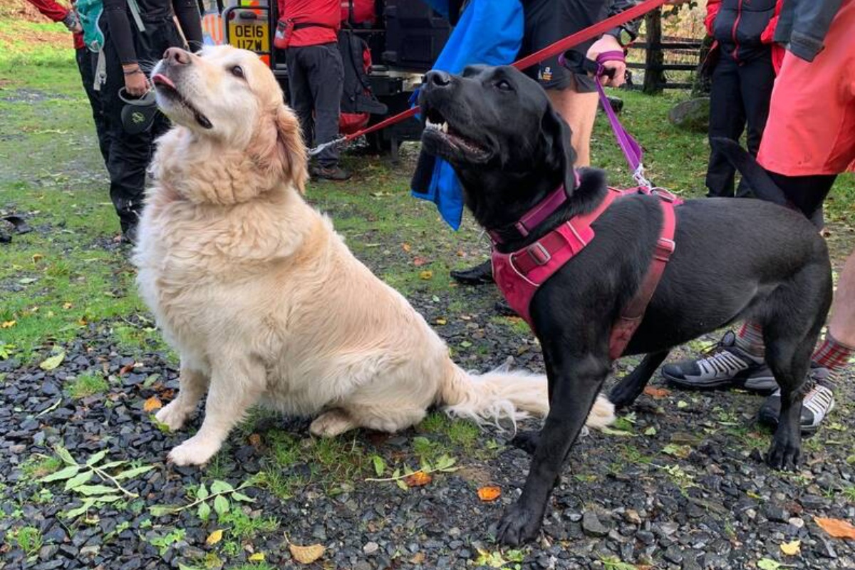 two labradors sick