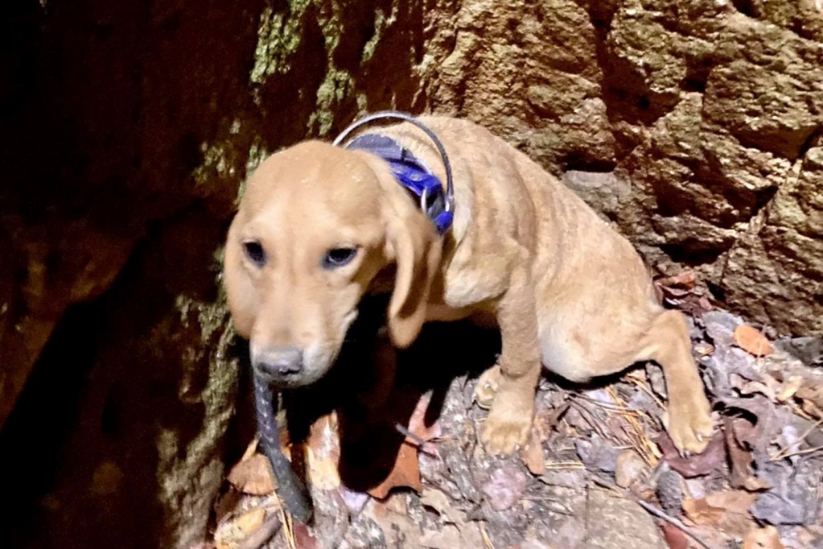 Il salvataggio di Dusty, il cane scomparso e ritrovato dentro una miniera abbandonata