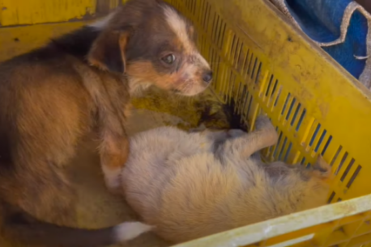 La straziante vicenda della piccola Emma, la cucciola che non ha mai lasciato sola la sua sorellina in fin di vita