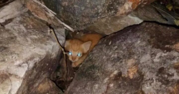 Gattino perso tra le rocce