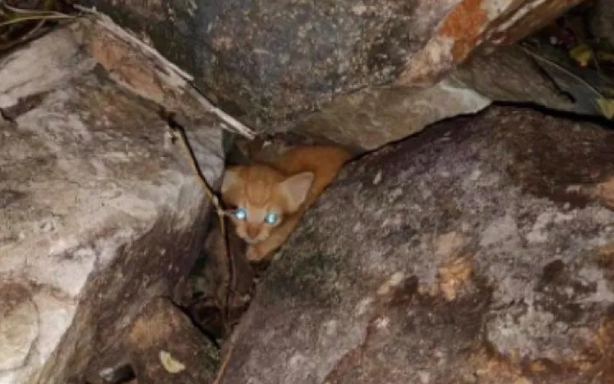 Kitten lost among the rocks