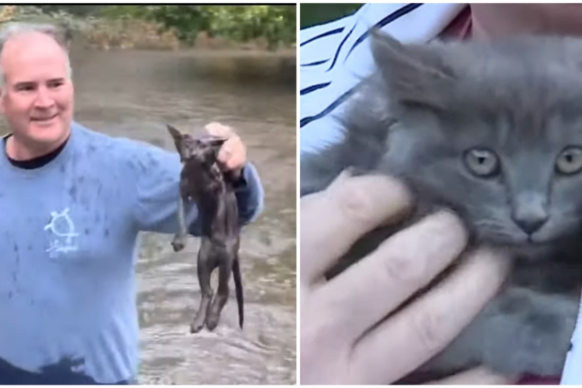 Uomo sfida il fiume agitato, per salvare il gattino in pericolo