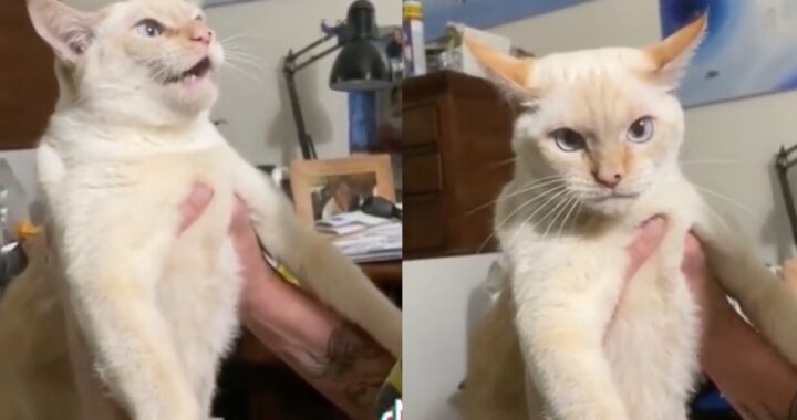Gatto abbaia invece di miagolare