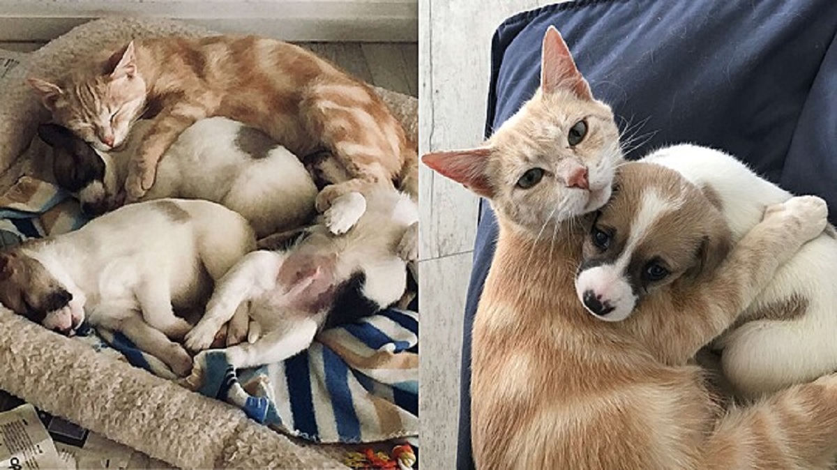 Gatto adotta una cucciolata dopo aver perso i suoi cuccioli
