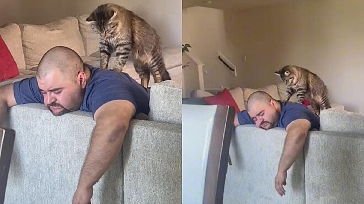 Gatto fa un massaggio al proprietario