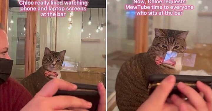 Gatto guarda i video sui cellulari