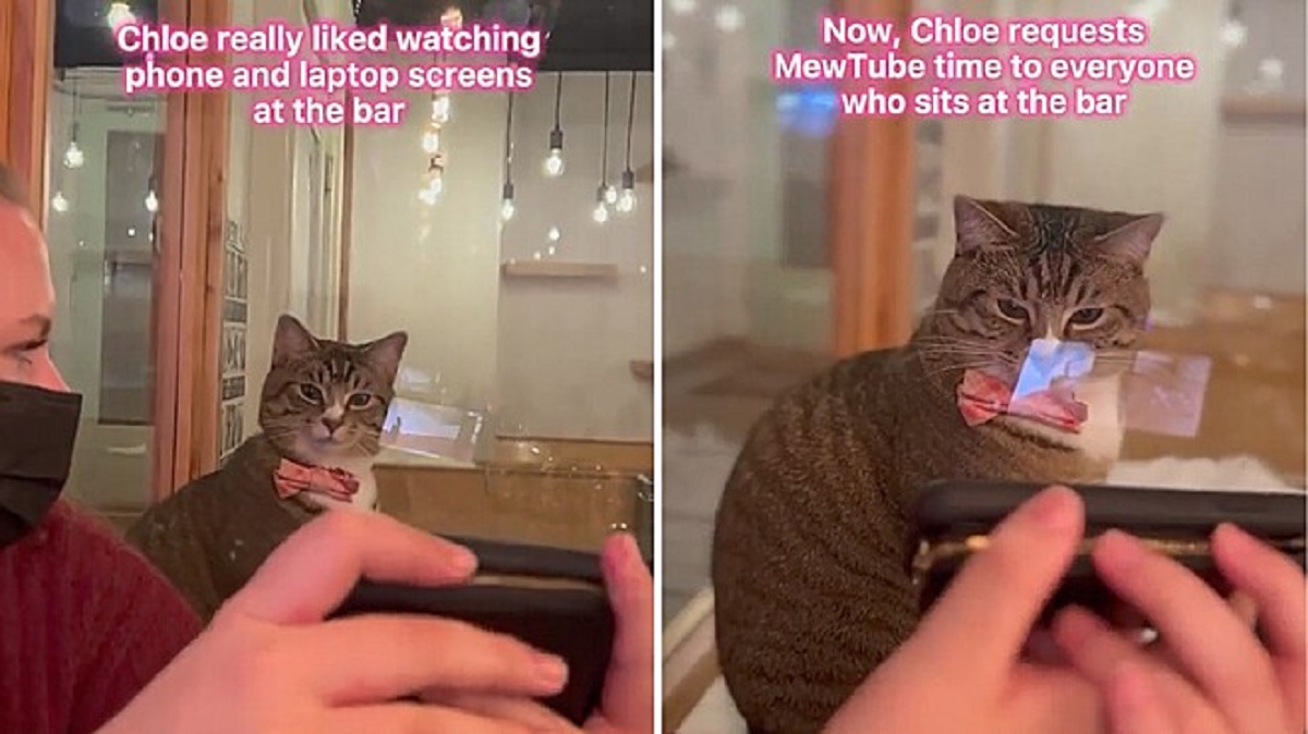 Cat watches videos on mobile phones