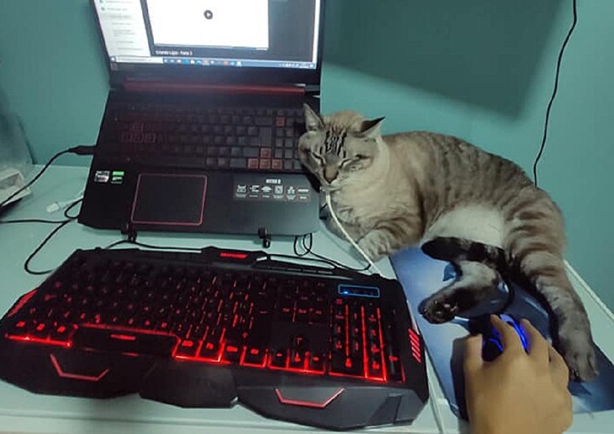 Gatto laureato in architettura per aver studiato sempre con la sua mamma umana