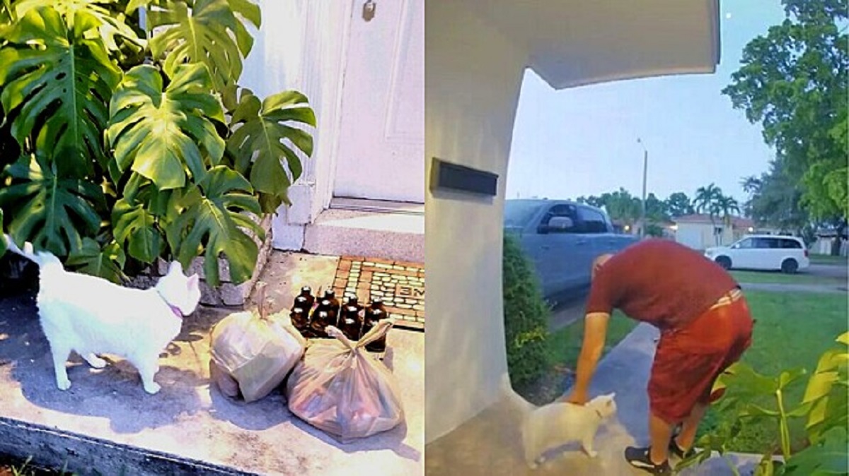 Gatto saluta tutti i fattorini quando fanno le consegne dal fast food