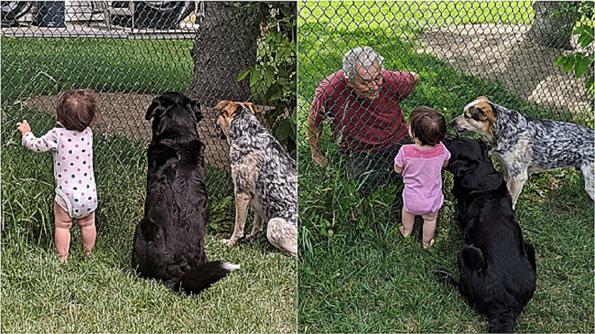 La bambina e i cani vanno ogni giorno dal vicino a chiedere cibo