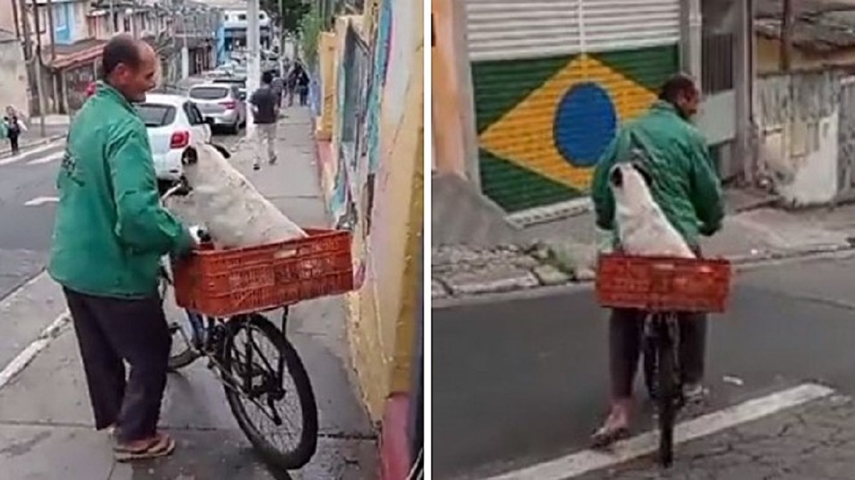 Il cane torna a casa in bicicletta dopo aver accompagnato una bambina a scuola