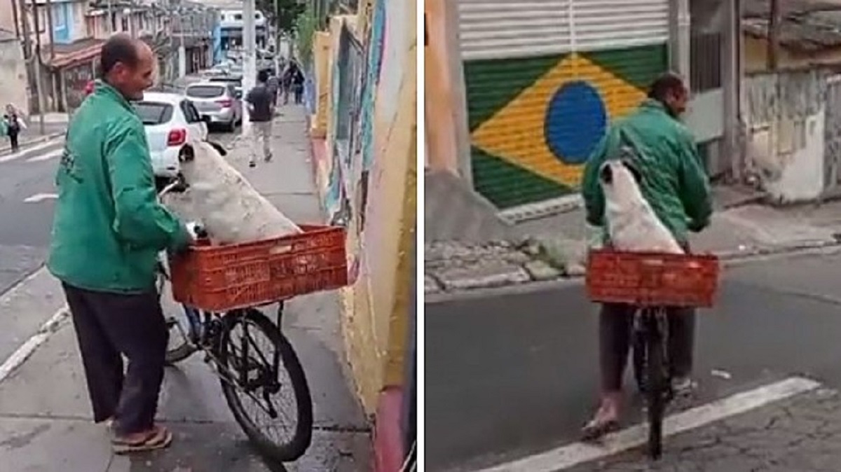 cane torna a casa in bicicletta