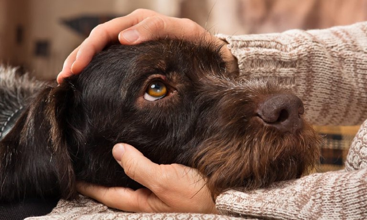 salute mentale del cane