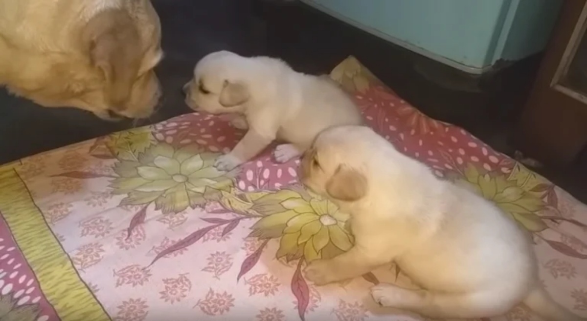 Il video di mamma cane