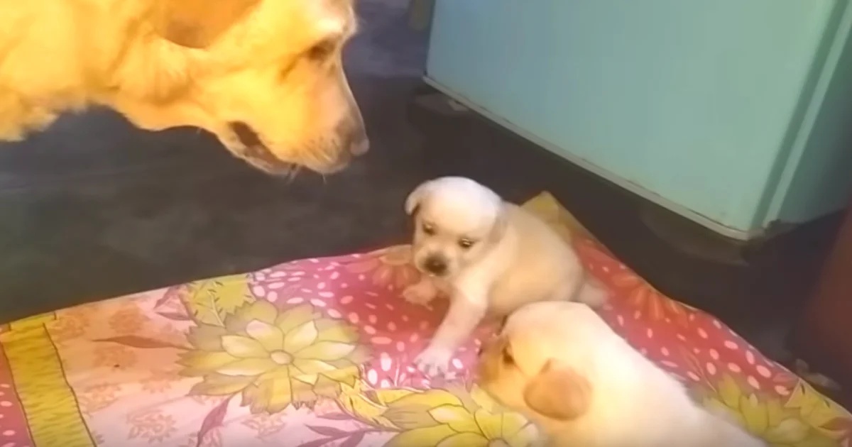 Il video di mamma cane