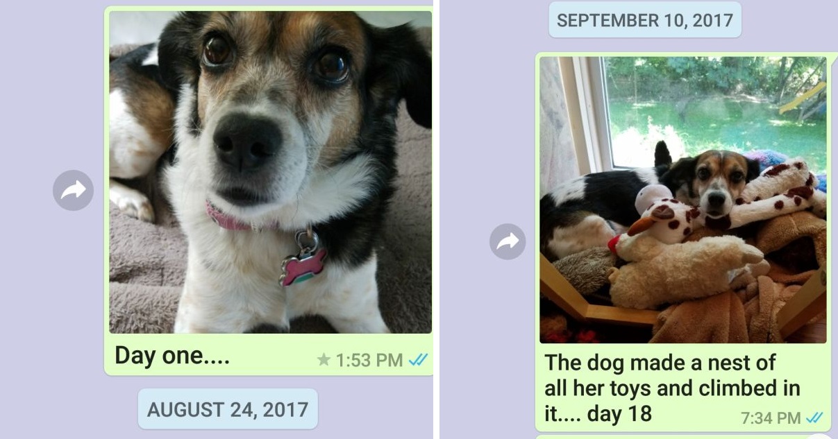 Mom sends pictures of the dog to her son