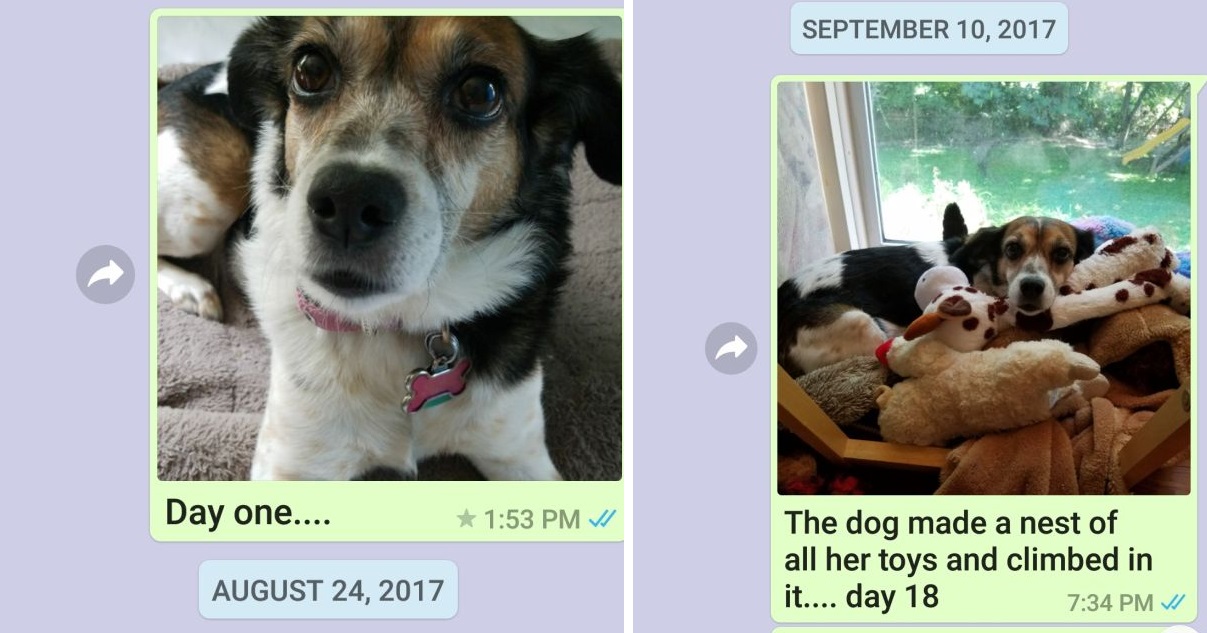 Mamma manda foto del cane al figlio ogni giorno mentre lui è all’estero