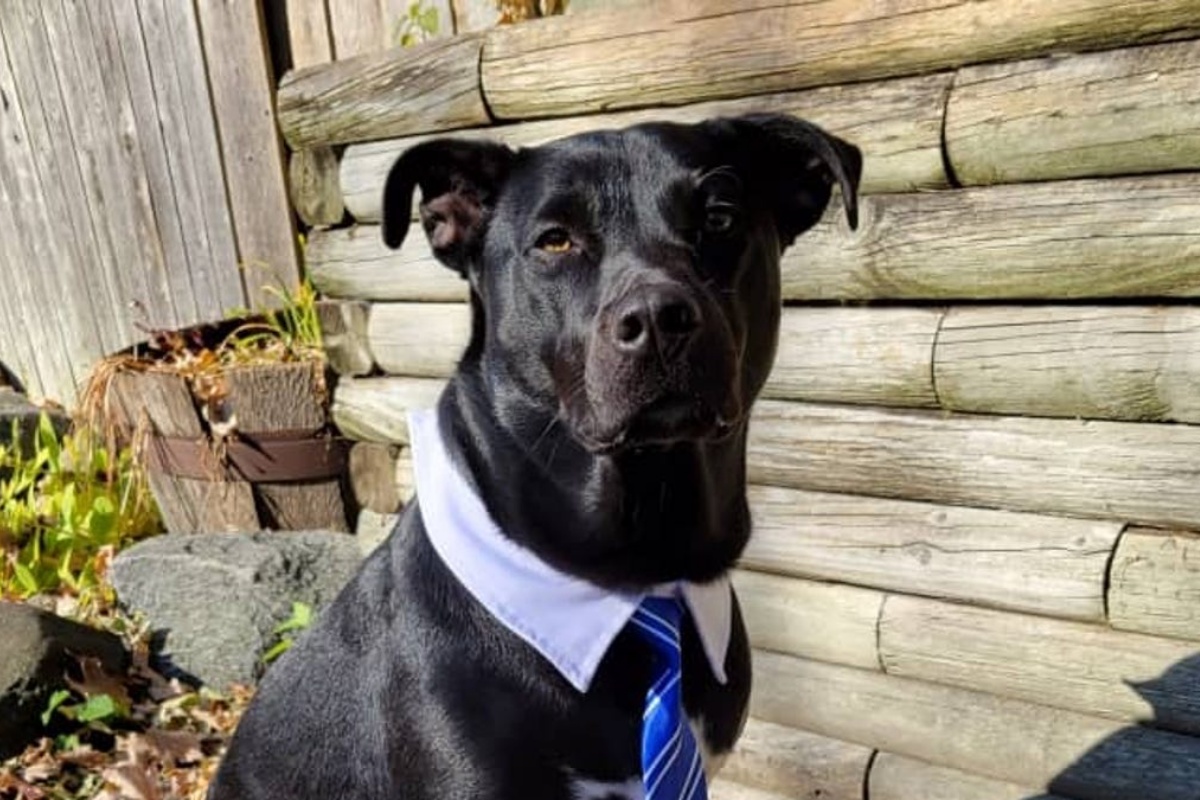 Monty, il labrador nero che ha ritrovato una pistola rubata: ha ricevuto un premio speciale