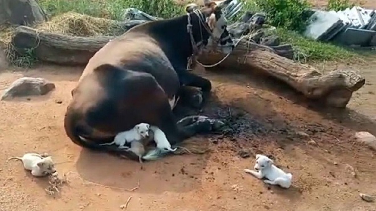 Cow adopts 7 orphaned puppies