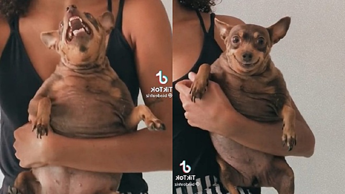 Pinscher brontolone si calma sono quando sente la frase “Rilassati, è venerdì”