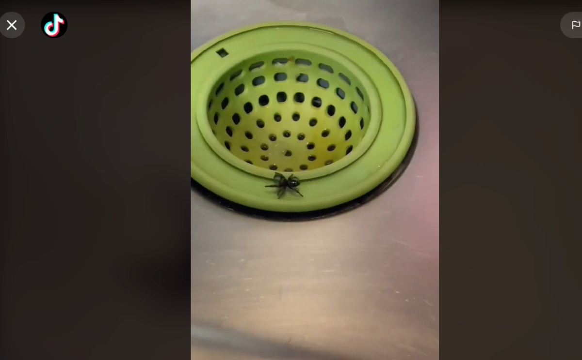Il video del ragno nel lavandino
