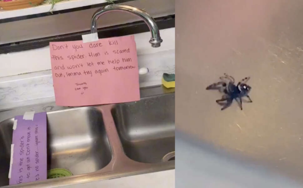 The video of the spider in the sink