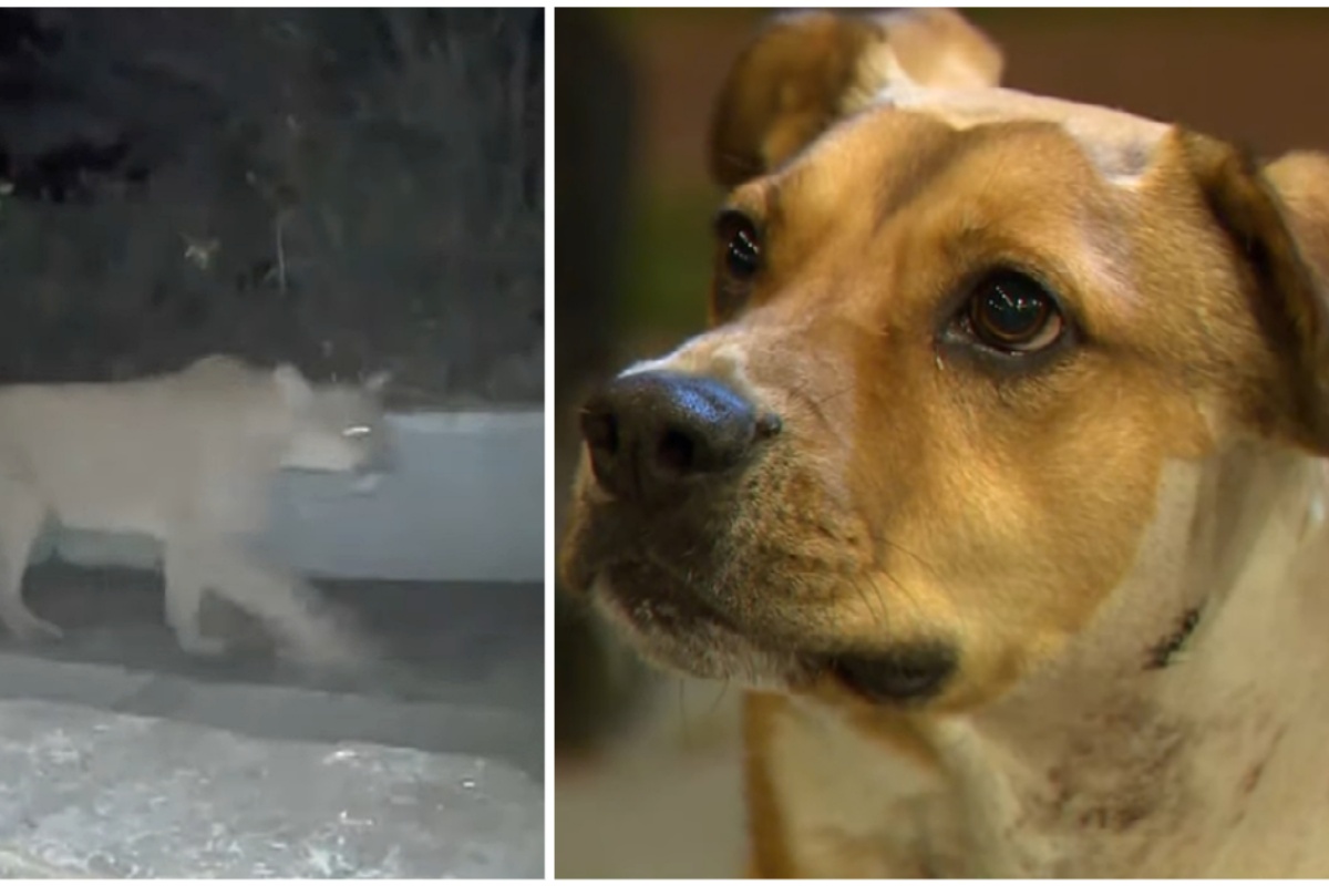 Il cane Rocky mette in pericolo la sua vita per salvare la sua famiglia umana da un leone selvatico