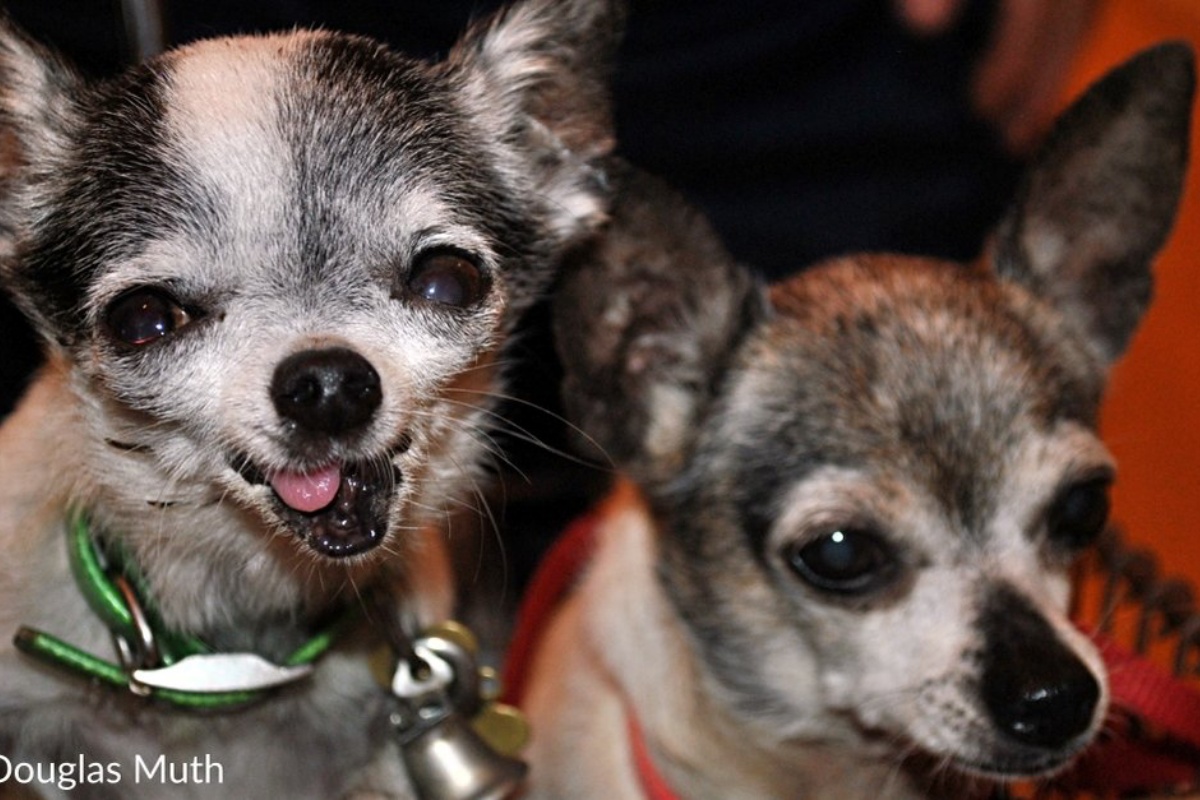 La bellissima adozione di Ruby e Chicky, la nuova amica umana aveva perso da poco il suo cane