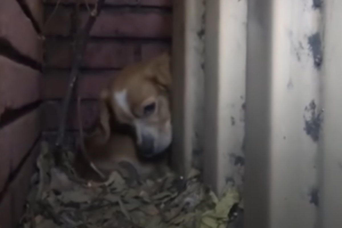 Il salvataggio di Rufus, il cane nascosto tra due edifici troppo spaventato dagli esseri umani