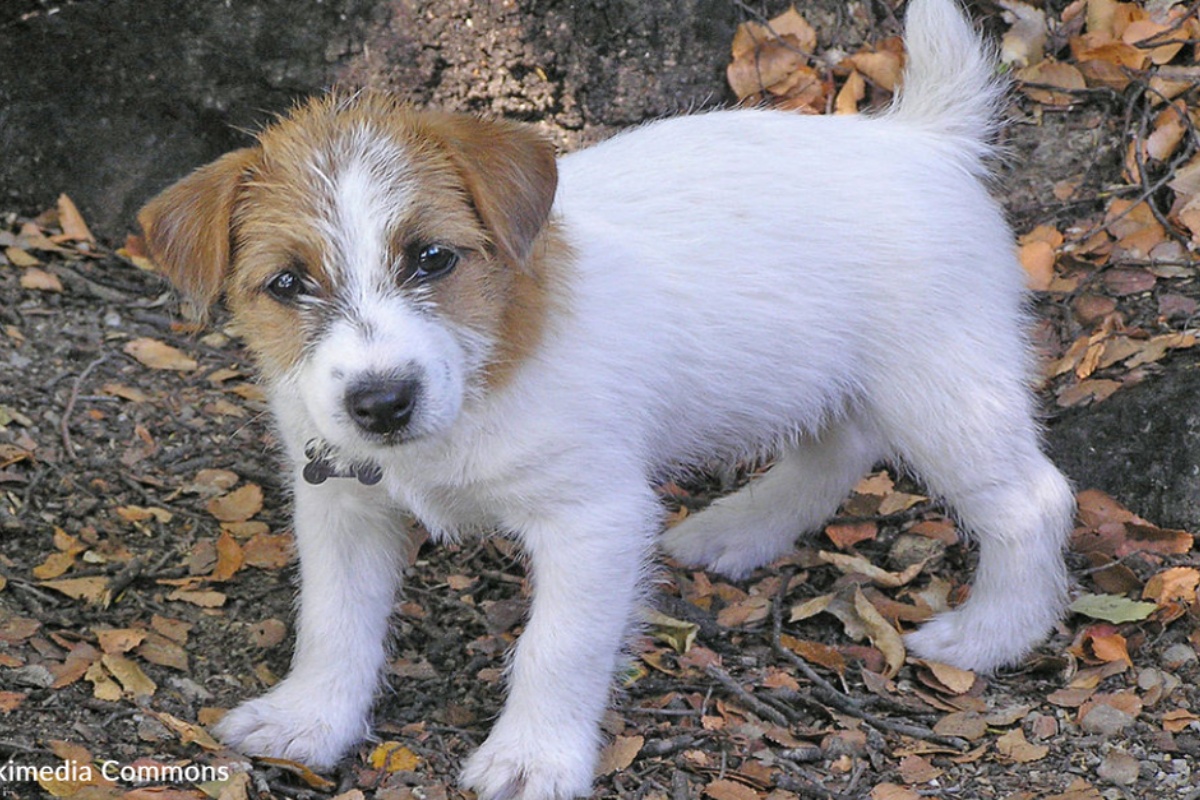 Donna salva la vita della piccola Willow, abbandonata sola e triste nei boschi