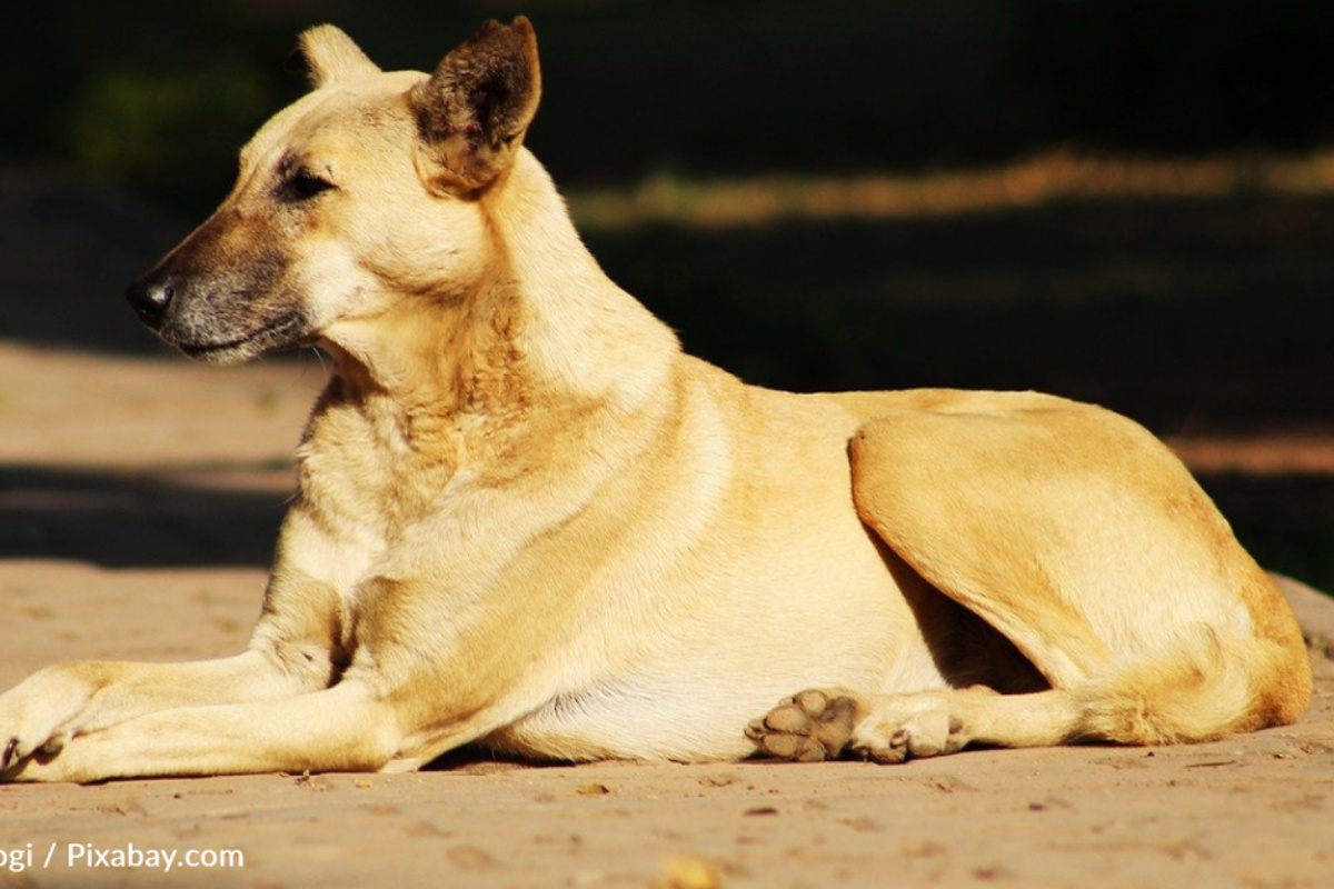 Il salvataggio del piccolo Tucker, il cane con una ferita vicino l’orecchio: stava per diventare la sua condanna a morte