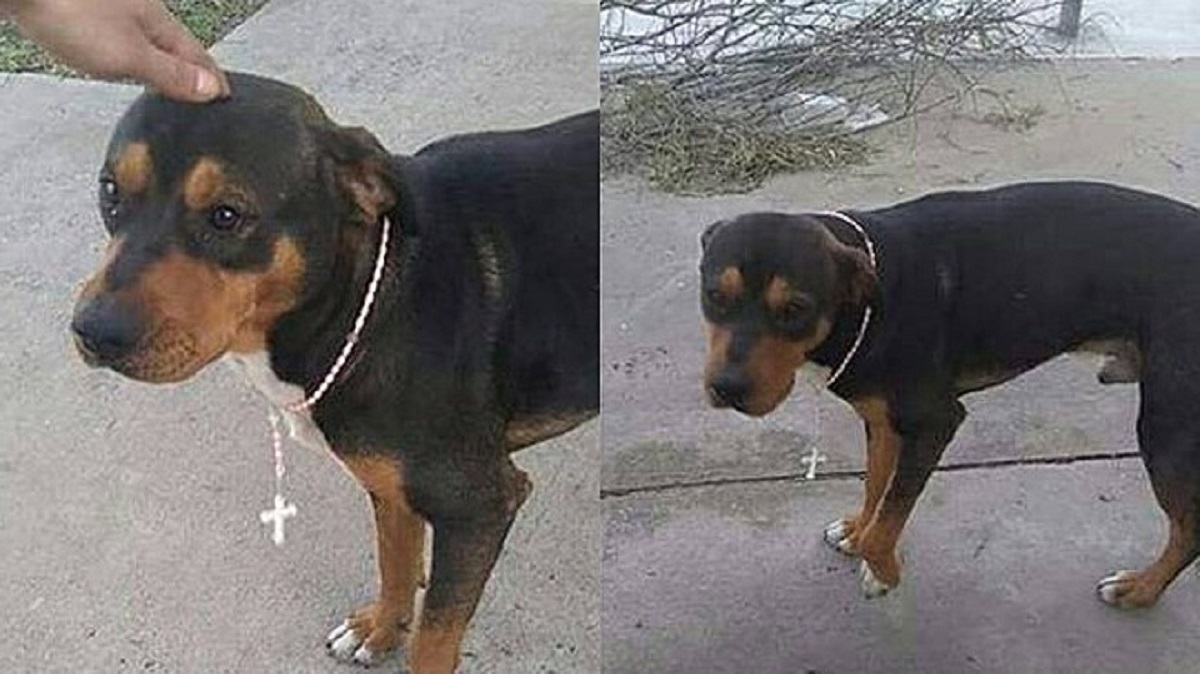 cane randagio riceve un rosario