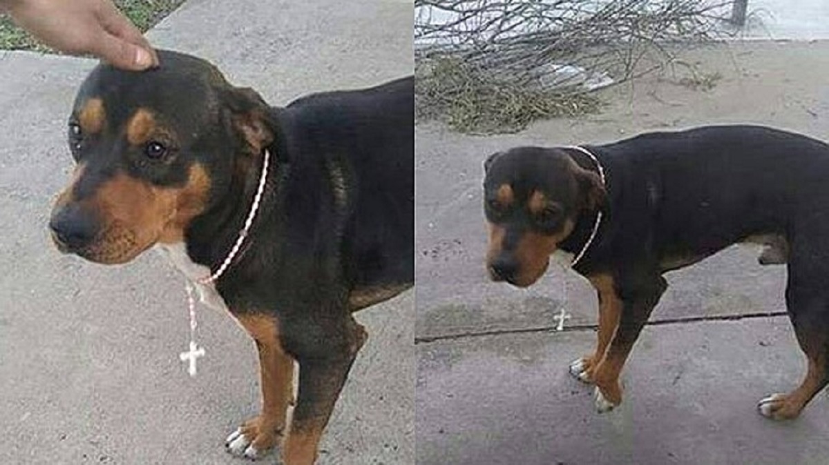 Un cane randagio riceve un rosario perché ‘Dio lo protegga’