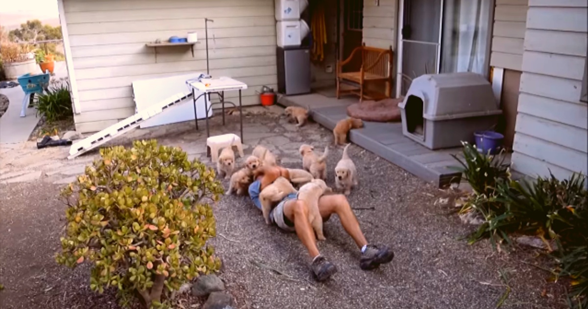 Il tenero video di 10 cuccioli che assalgono il loro papà