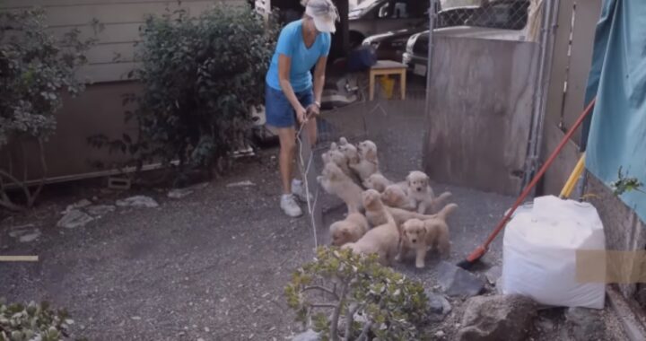 Il tenero video di 10 cuccioli che assalgono il loro papà