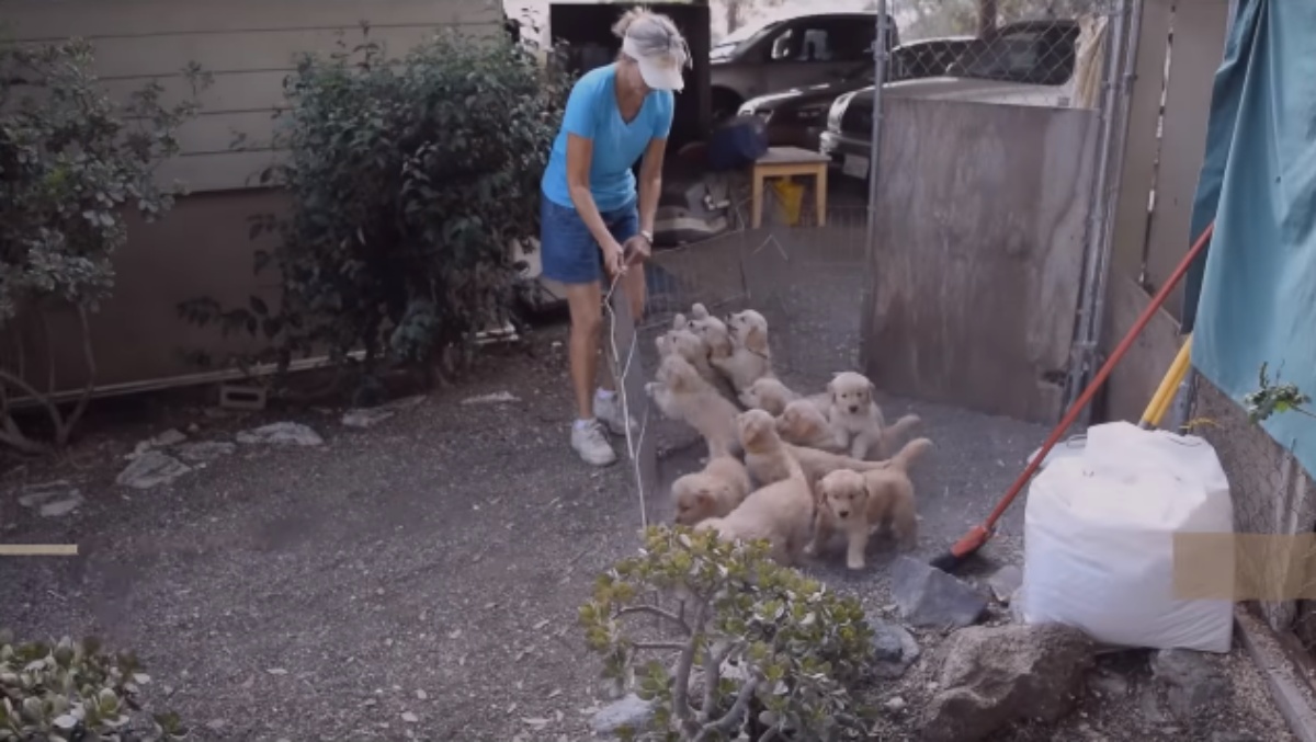 Il tenero video di 10 cuccioli che assalgono il loro papà