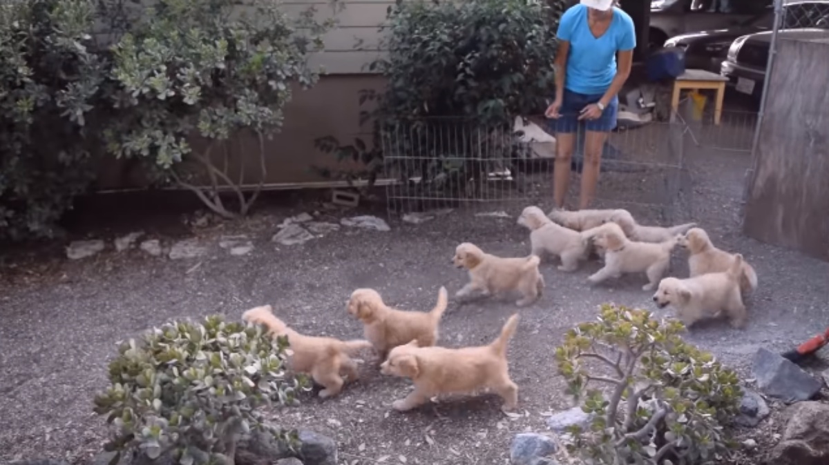 Il tenero video di 10 cuccioli che assalgono il loro papà