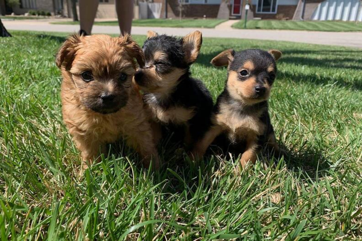 3 cuccioli salvati
