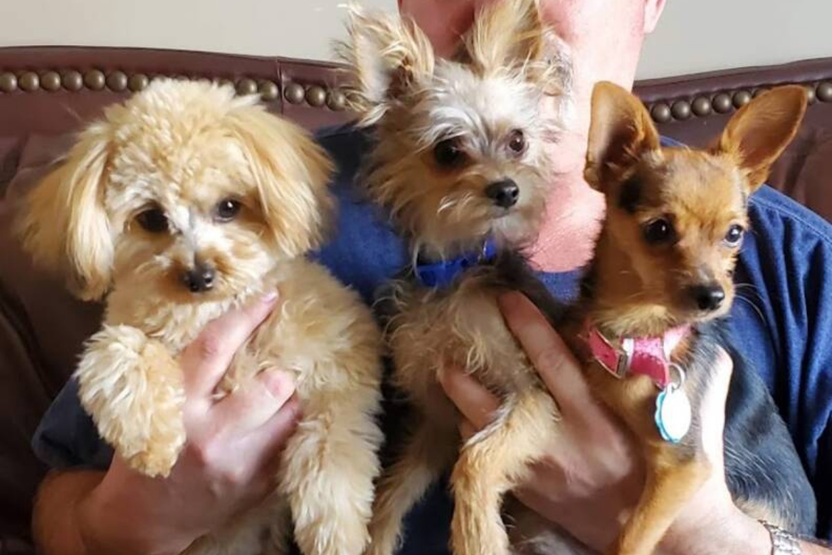 3 cuccioli salvati