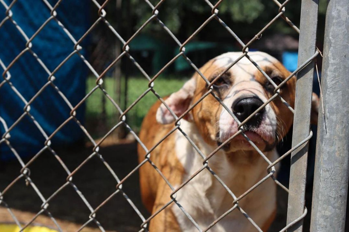 Cani in gabbia sotto il sole in un canile abusivo: ad Acerra Carabinieri salvano 40 animali