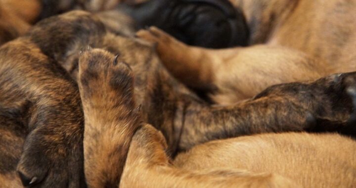 7 cuccioli salvati