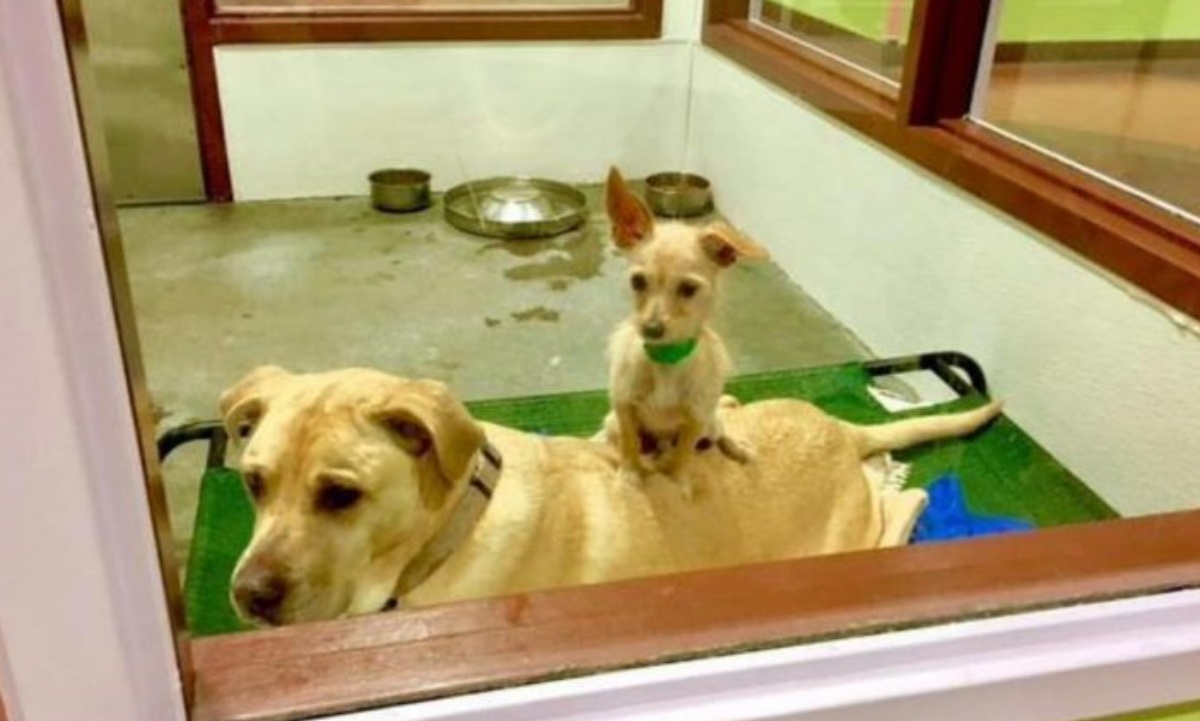 Bonnie e Clyde, due cani che si consolano a vicenda