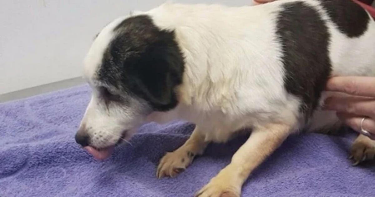Il triste abbandono di un cane di nome Brandy