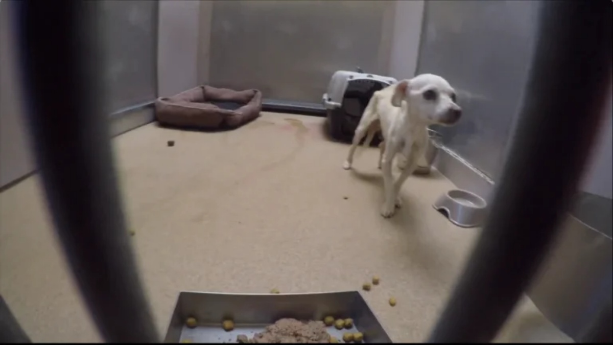 Cagnolina debole e triste salvata dall’amore infinito dei volontari